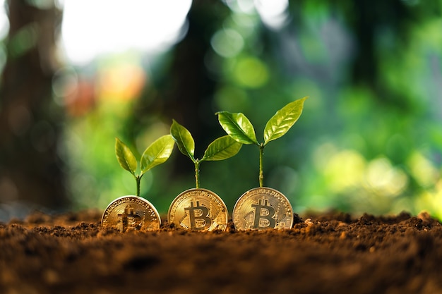 bitcoin-growth-bitcoin-coins-on-the-ground-and-leaves-grow213396-1978.jpg